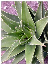 Aloe (Piante officinali)