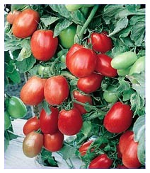 Pomodori contro i rischi cardiovascolari