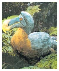 Animali mitologici : Dodo