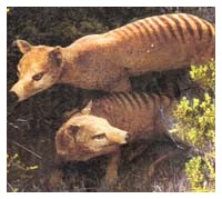 Animali mitologici : Lupo della Tasmania