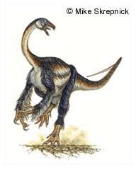 Falcarius utahensis: dinosauro vegetariano o carnivoro ?
