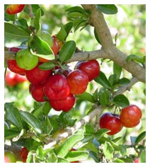 Acerola (Piante officinali) Acerola (Piante officinali)