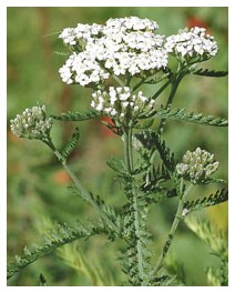 Achillea millefoglie (Piante officinali) Achillea millefoglie (Piante officinali)
