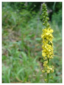 Agrimonia (Piante officinali)