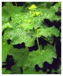 Alchemilla (Piante officinali) Alchemilla (Piante officinali)