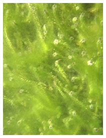 Alghe (Piante officinali)
