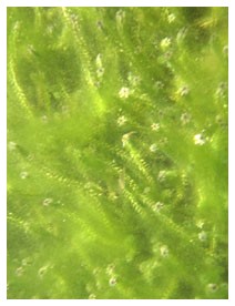 Alghe (Piante officinali) Alghe (Piante officinali)