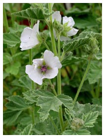 Altea (Piante officinali)