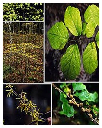 Amamelide (Piante officinali) Amamelide (Piante officinali)