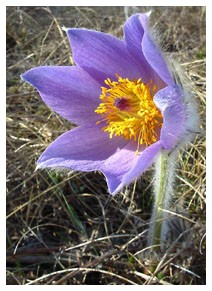 Anemone (Piante officinali)