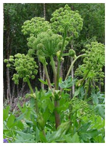 Angelica (Piante officinali)