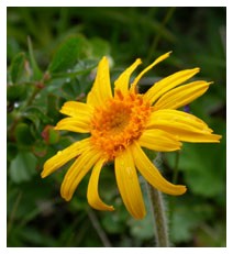 Arnica (Piante officinali)