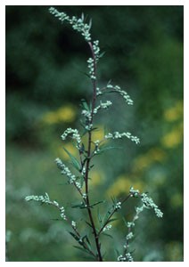 Artemisia (Piante officinali) Artemisia (Piante officinali)