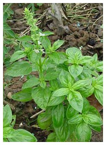 Basilico (Piante officinali)