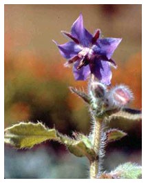 Borragine (Piante officinali) Borragine (Piante officinali)