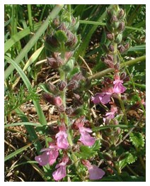 Camedrio (Piante officinali) Camedrio (Piante officinali)