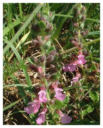 Camedrio (Piante officinali)