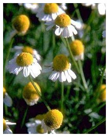 Camomilla (Piante officinali)