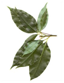 Canfora (Piante officinali) Canfora (Piante officinali)
