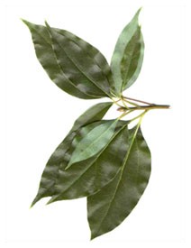 Canfora (Piante officinali)