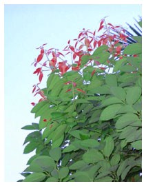 Cannella di ceylon (Piante officinali) Cannella di ceylon (Piante officinali)