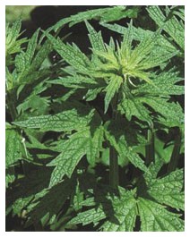 Cardiaca (Piante officinali) Cardiaca (Piante officinali)