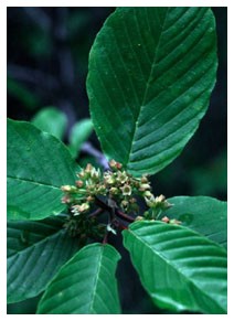 Cascara (Piante officinali)