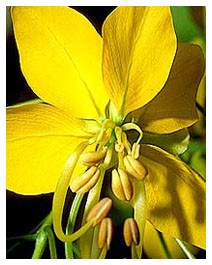 Cassia (Piante officinali)