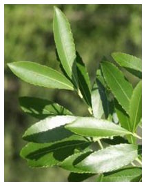Catha (Piante officinali)
