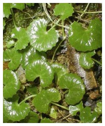 Centella (Piante officinali) Centella (Piante officinali)
