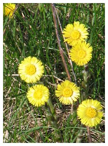 Farfara (Piante officinali)