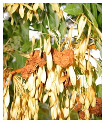 Frassino (Piante officinali) Frassino (Piante officinali)