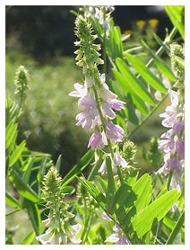 Galega (Piante officinali) Galega (Piante officinali)