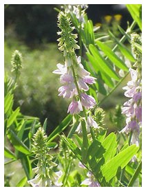 Galega (Piante officinali)