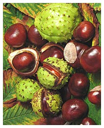 Ippocastano (Piante officinali) Ippocastano (Piante officinali)