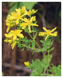 Iperico (Piante officinali)