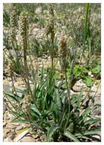 Ispaghul (Piante officinali) Ispaghul (Piante officinali)