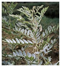 Liquirizia (Piante officinali) Liquirizia (Piante officinali)