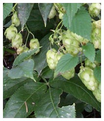 Luppolo (Piante officinali) Luppolo (Piante officinali)