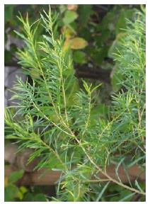 Melaleuca (Piante officinali) Melaleuca (Piante officinali)