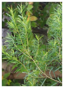 Melaleuca (Piante officinali)