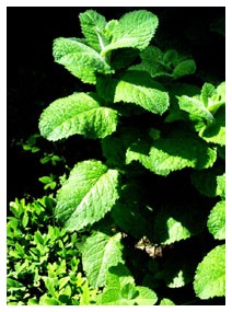 Menta (Piante officinali)