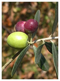 Olivo (Piante officinali) Olivo (Piante officinali)