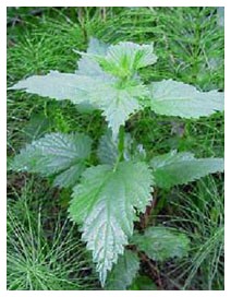 Ortica (Piante officinali) Ortica (Piante officinali)