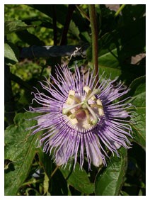 Passiflora (Piante officinali)