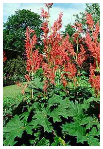 Rabarbaro (Piante officinali) Rabarbaro (Piante officinali)