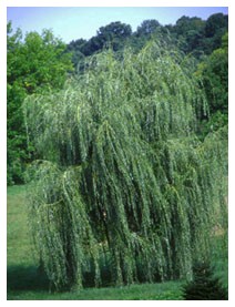 Salice (Piante officinali) Salice (Piante officinali)