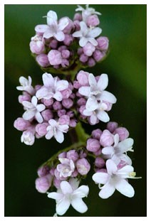 Valeriana (Piante officinali) Valeriana (Piante officinali)