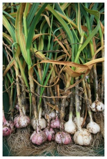 Aglio: un antibiotico naturale Aglio: un antibiotico naturale