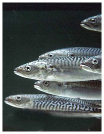 Antinfiammatori naturali Antinfiammatori naturali